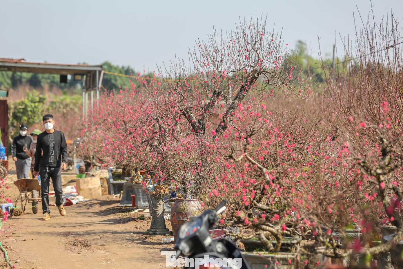 Nhiều cây, cành chi chít hoa, do ảnh hưởng của dịch nên sức mua không được như mọi năm.