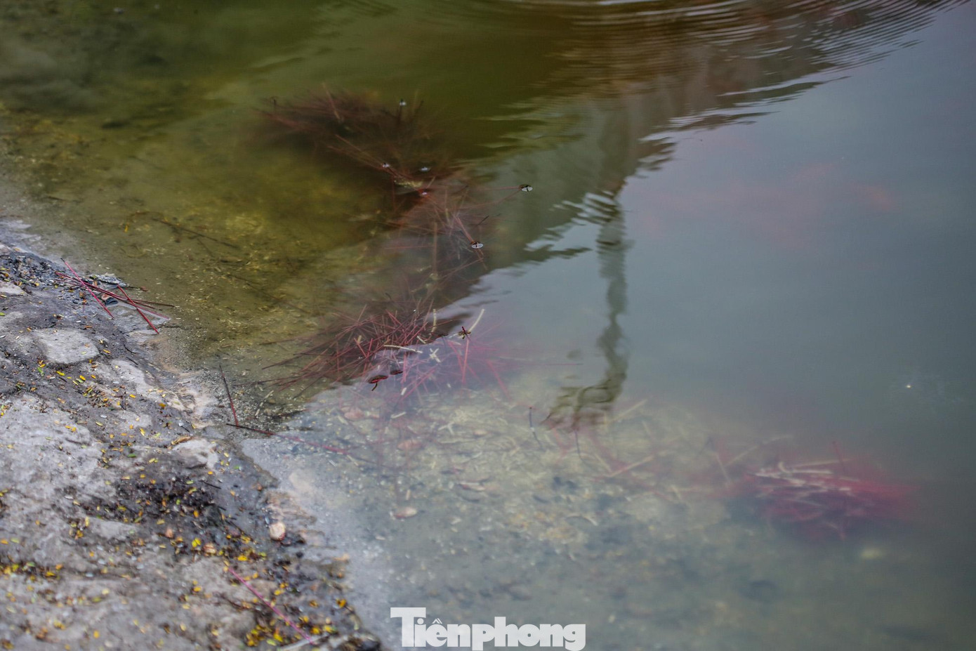 Chân hương bị vứt thẳng xuống nước.