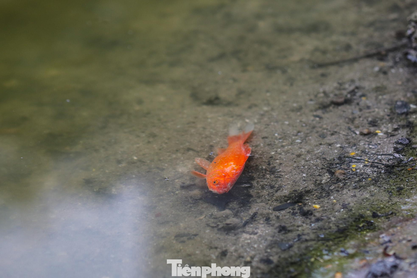 Việc thả cá cùng tro khiến cá chép chưa kịp "chầu trời" đã lăn ra chết.