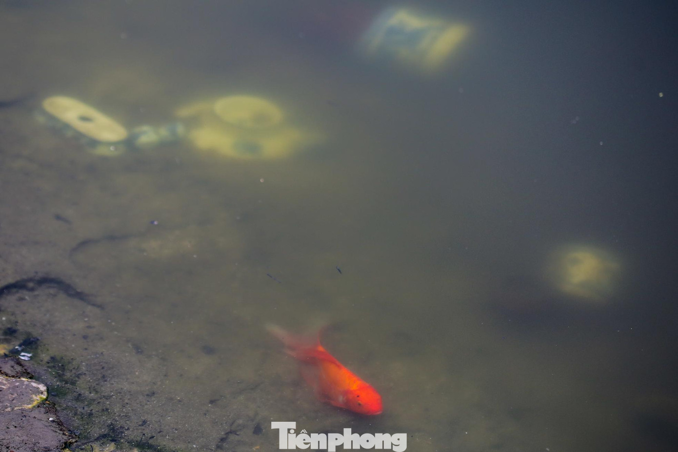 Cá chép vàng thoi thóp trên mặt nước hồ ô nhiễm.