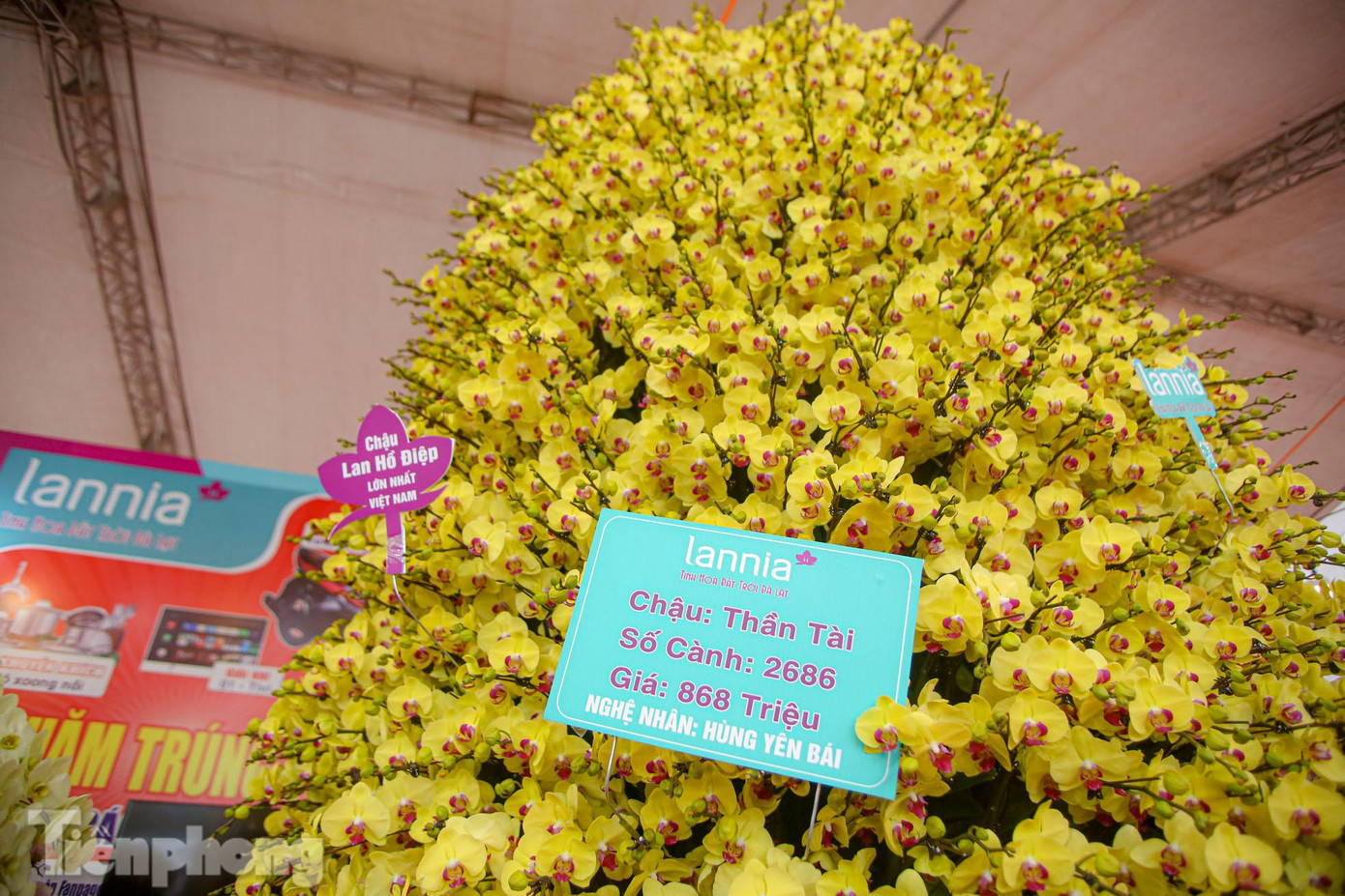 Chậu lan được nhà vườn treo biển có tên là "Thần Tài" được làm từ 2.686 cành lan xuất xứ từ Đà Lạt với một màu đặc trưng.