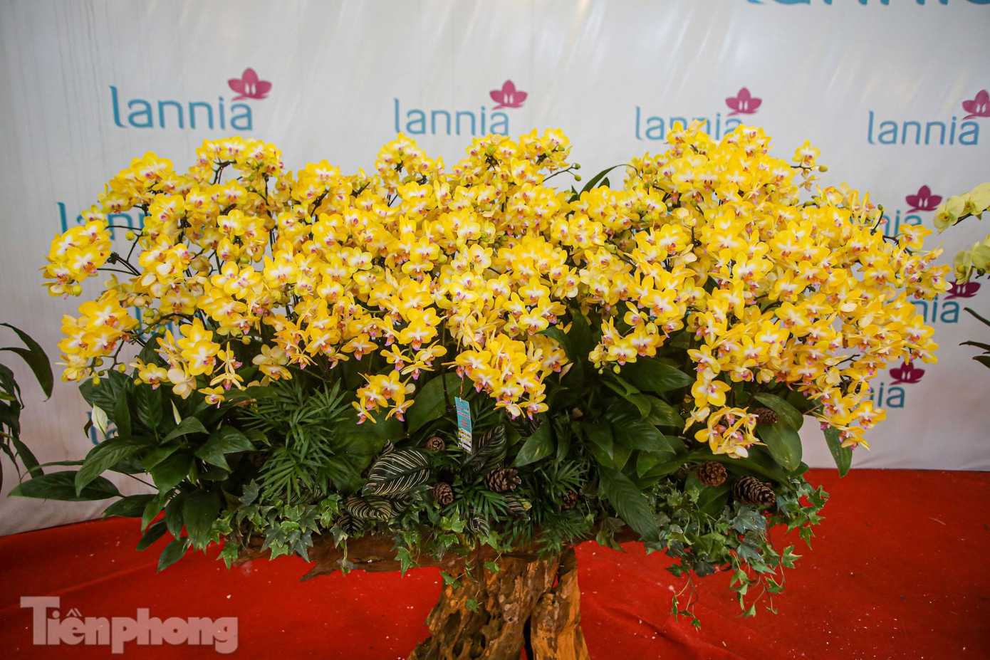 Lan hồ điệp leo gỗ lụa với giá hàng chục triệu đồng.