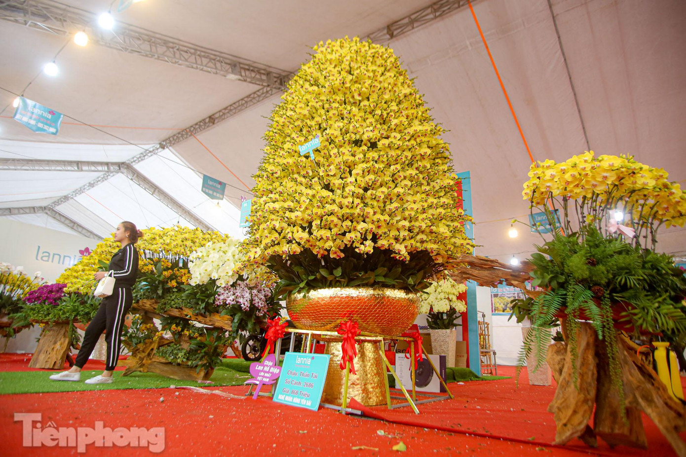 Chậu lan được tạo hình tháp có đường kính 1,5m, bên ngoài được khảm trai vẩy rồng, dát vàng. Nguyên giá chậu đã lên đến 60 triệu đồng.