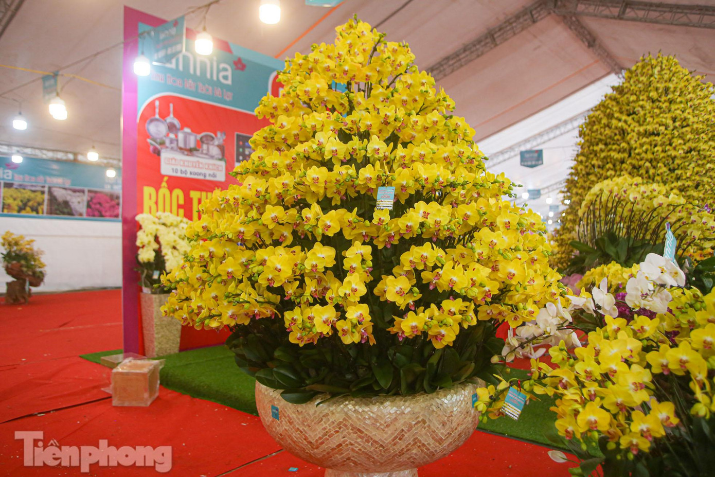 Ngoài ra, nhà vườn chào hàng với nhiều chậu lan hồ điệp đắt đỏ. Trong ảnh là chậu hồ điệp với giá gần 100 triệu đồng.