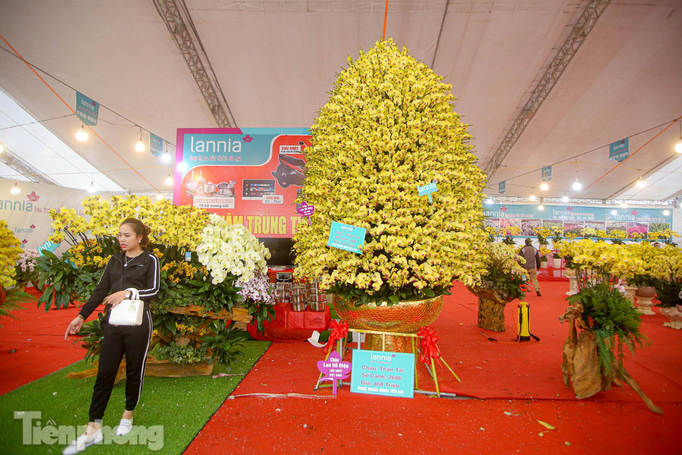 Mới đây, tại một nhà vườn chuyên gia kinh doanh hoa Đà Lạt tại hội chợ Tết khu vực Mỹ Đình giới thiệu một chậu lan "khổng lồ" cao khoảng 5m được bày bán với giá 868 triệu đồng thu hút ánh người nhìn.
