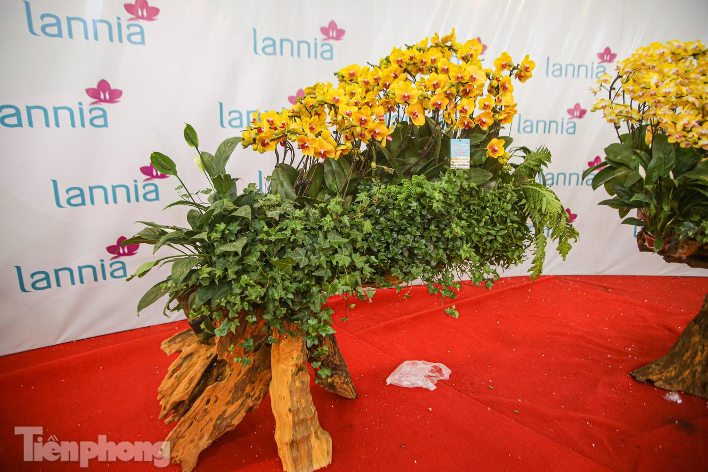 Những chậu lan trên gỗ tạo dáng bắt mắt.