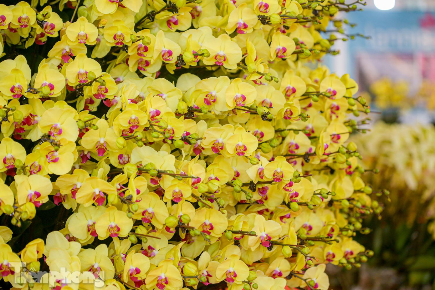 100% hoa được sử dụng là lan hồ điệp xuất xứ từ Đà Lạt.