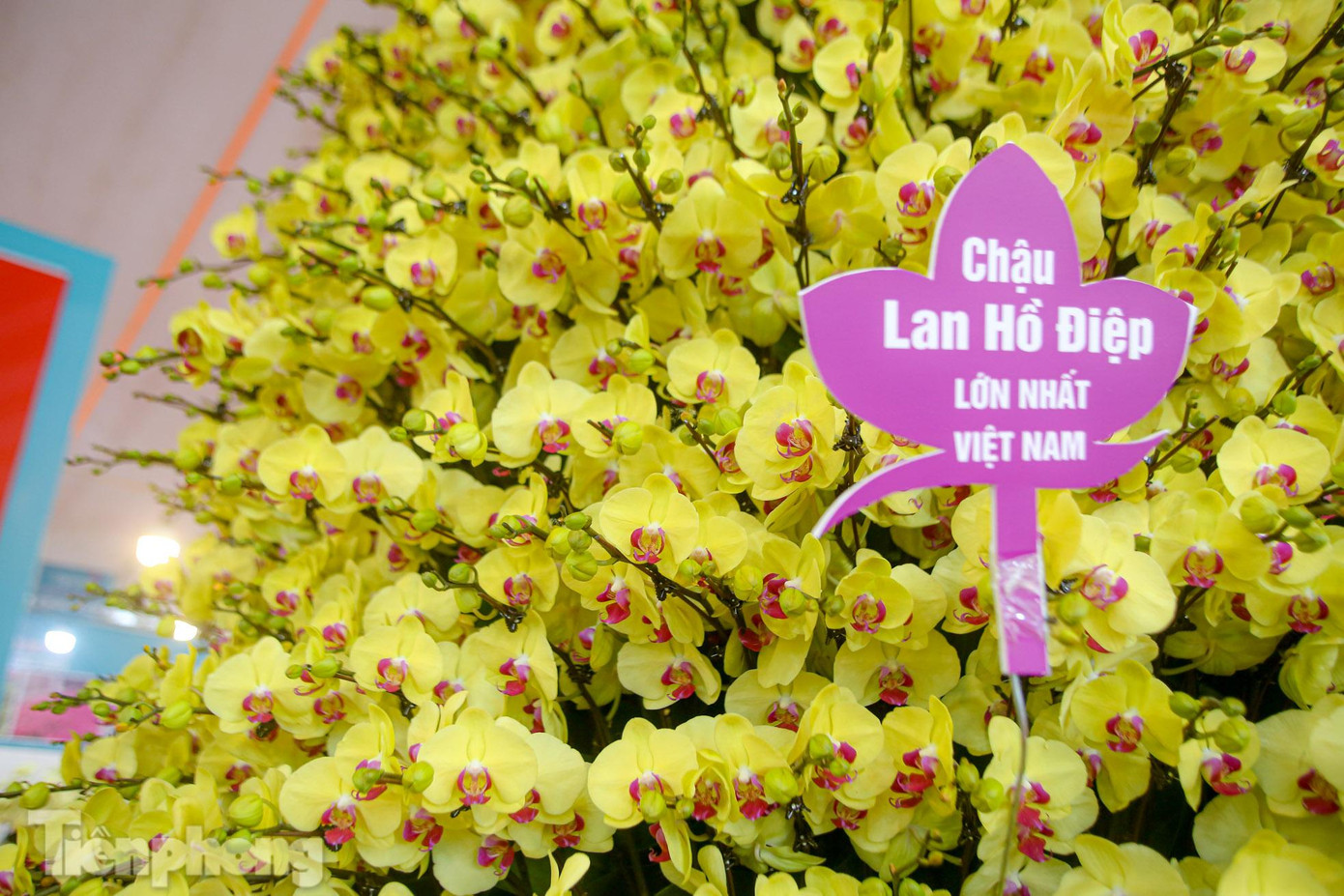 Để tạo nên chậu hoa lan khổng lồ này, 4 người thợ lành nghề cắm và tạo hình suốt 3 ngày đêm.