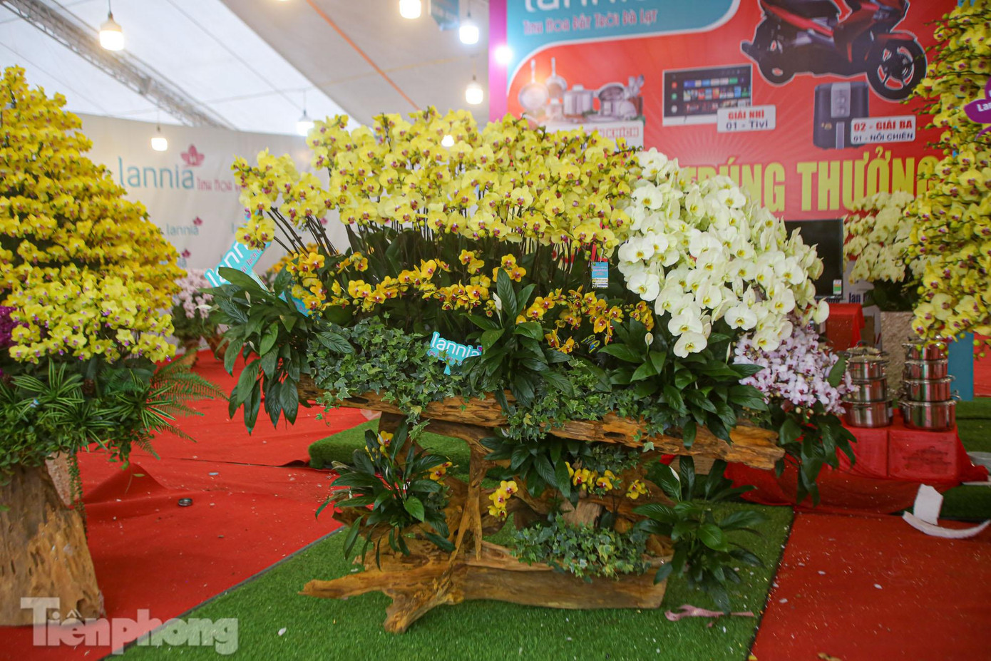 Một chậu lan được phối hài hòa các giống khác nhau đang được bày bán với giá gần 30 triệu đồng.