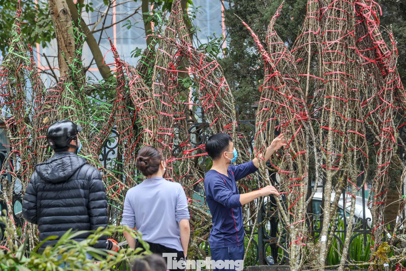 Đào rừng từ Sơn La, Lai Châu cũng đã xuất hiện trên phố Lạc Long Quân. Đào rừng từ Sơn La, Lai Châu cũng đã xuất hiện trên phố Lạc Long Quân.