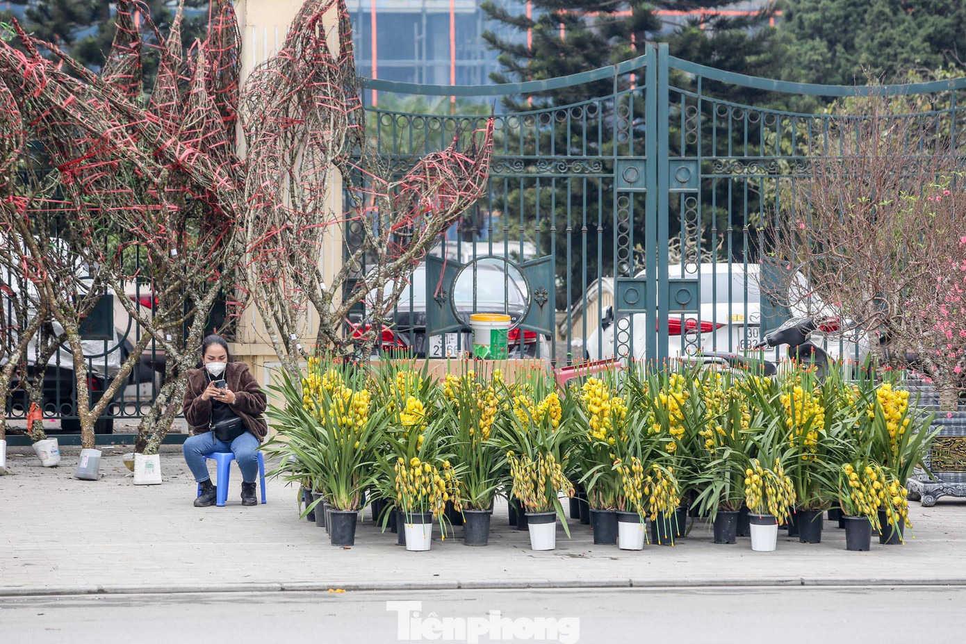 Hoa lan khoe sắc cùng hoa đào tại chợ hoa Lạc Long Quân. Hoa lan khoe sắc cùng hoa đào tại chợ hoa Lạc Long Quân.