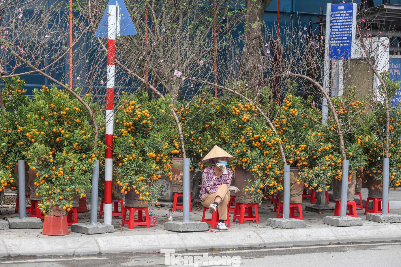 Đào, quất sớm "đổ bộ" dọc hai bên đường Lạc Long Quân từ vài ngày nay, sớm mang tới không khí Tết cho chợ hoa xuân. Đào, quất sớm "đổ bộ" dọc hai bên đường Lạc Long Quân từ vài ngày nay, sớm mang tới không khí Tết cho chợ hoa xuân.