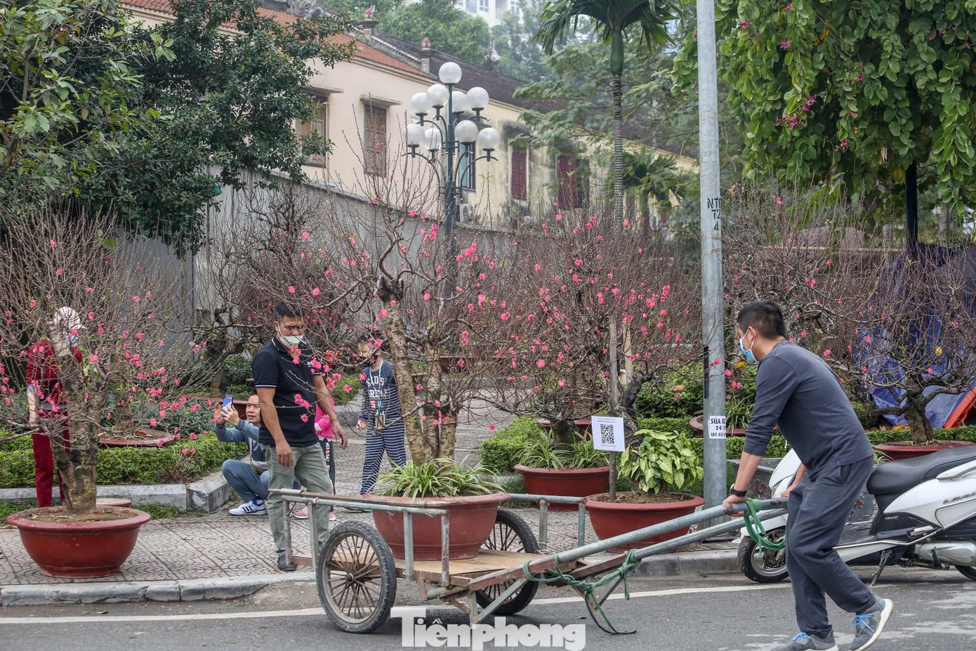 Hình ảnh nhộn nhịp những xe chở đào, quất. Hình ảnh nhộn nhịp những xe chở đào, quất.