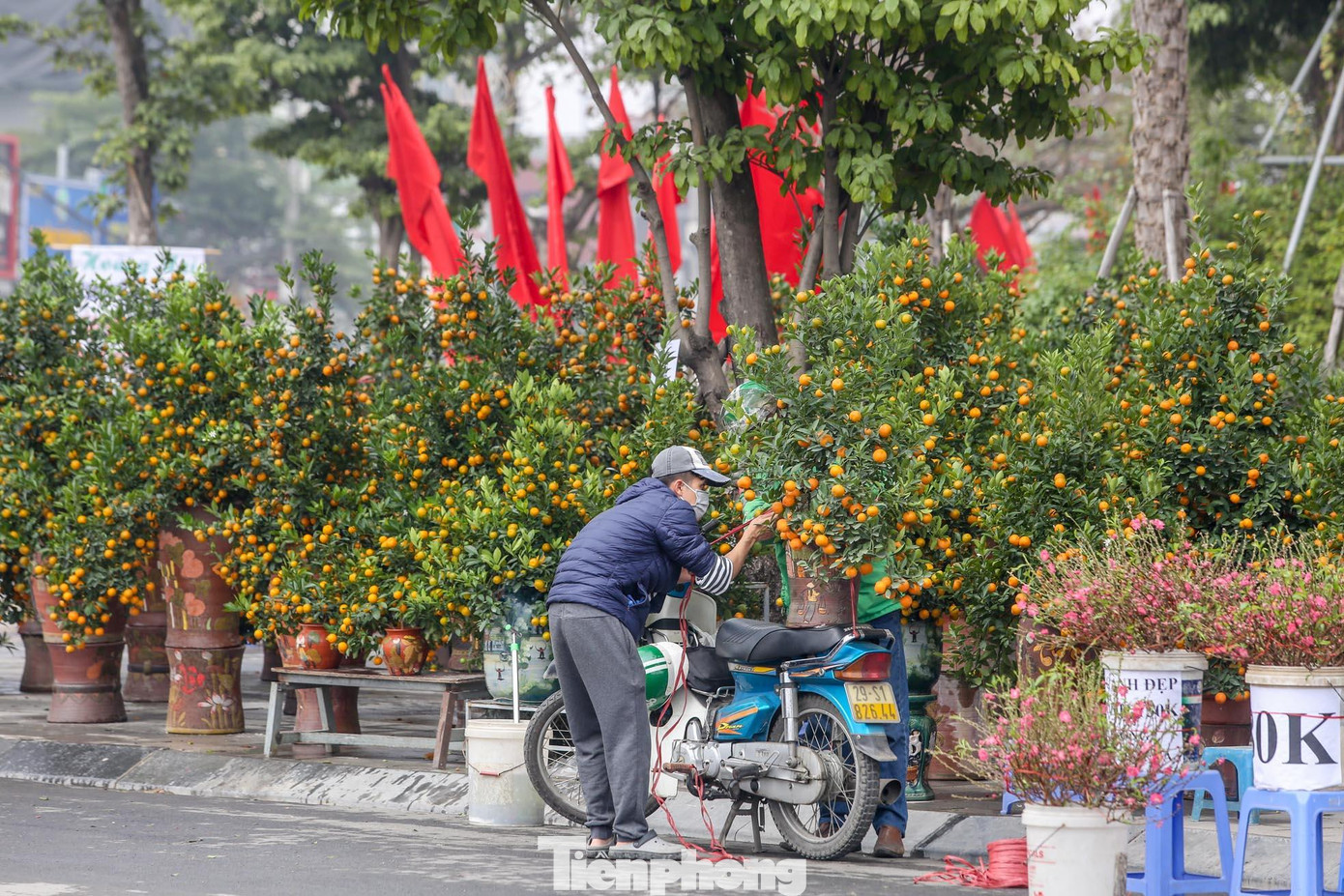 Những cây quất lên chậu nhìn bắt mắt. Những cây quất lên chậu nhìn bắt mắt.