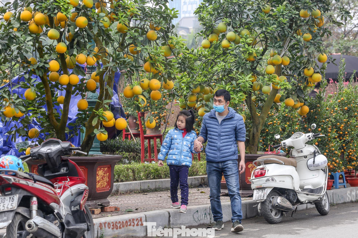 Những cây bưởi cảnh giá hàng chục triệu đồng chờ người mua. Những cây bưởi cảnh giá hàng chục triệu đồng chờ người mua.