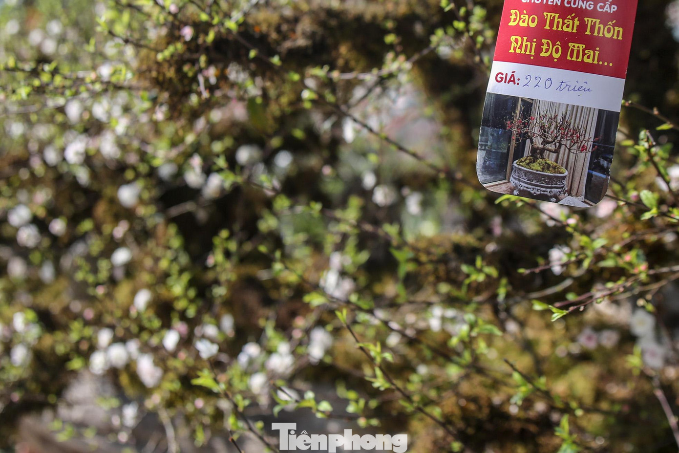 Tác phẩm này đang được bày bán với giá là 220 triệu đồng.