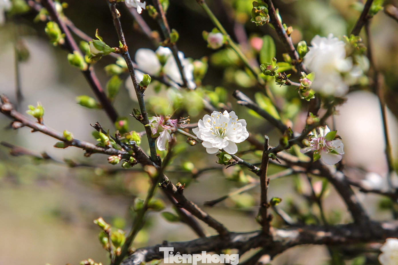 Hoa có mùi hương thơm nhẹ, phảng phất nhưng rất hấp dẫn.