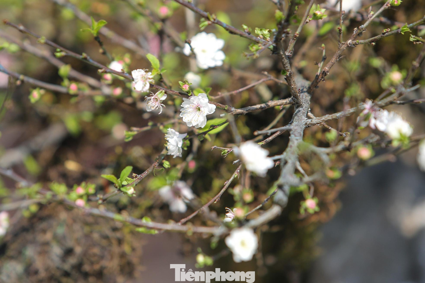 Loài hoa này chỉ khoe sắc một lần trong năm, màu hoa trắng tinh khiết khiến người chơi mê mẩn.