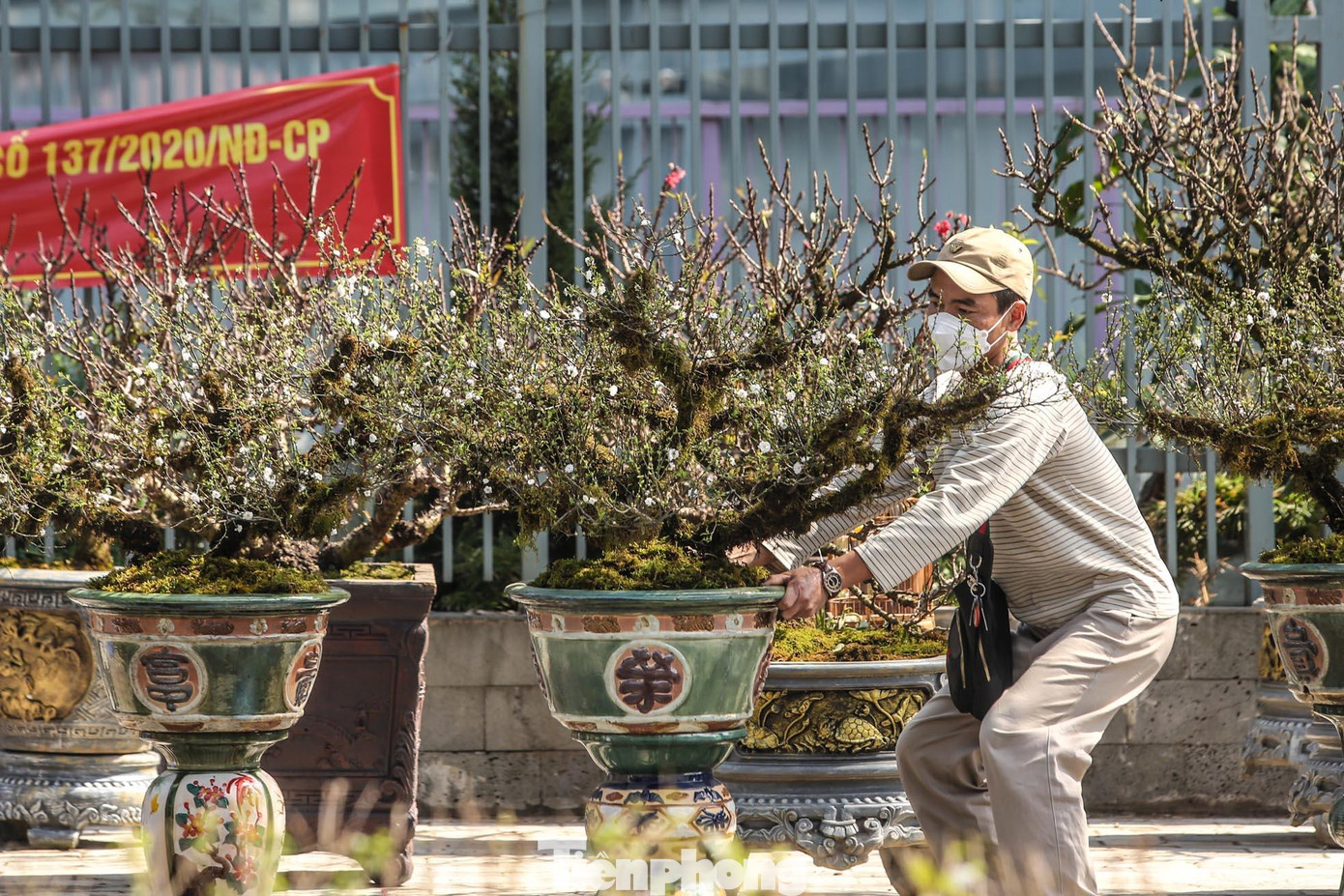 Nhất chi mai là giống mai quý chỉ sống ở vùng lạnh giá nên rất khó chăm sóc.