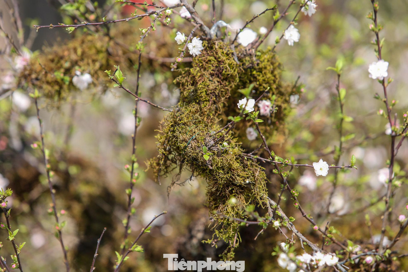 Từ gốc, thân, cành đều phủ rêu phong mang lại vẻ cổ kính, trường tồn.