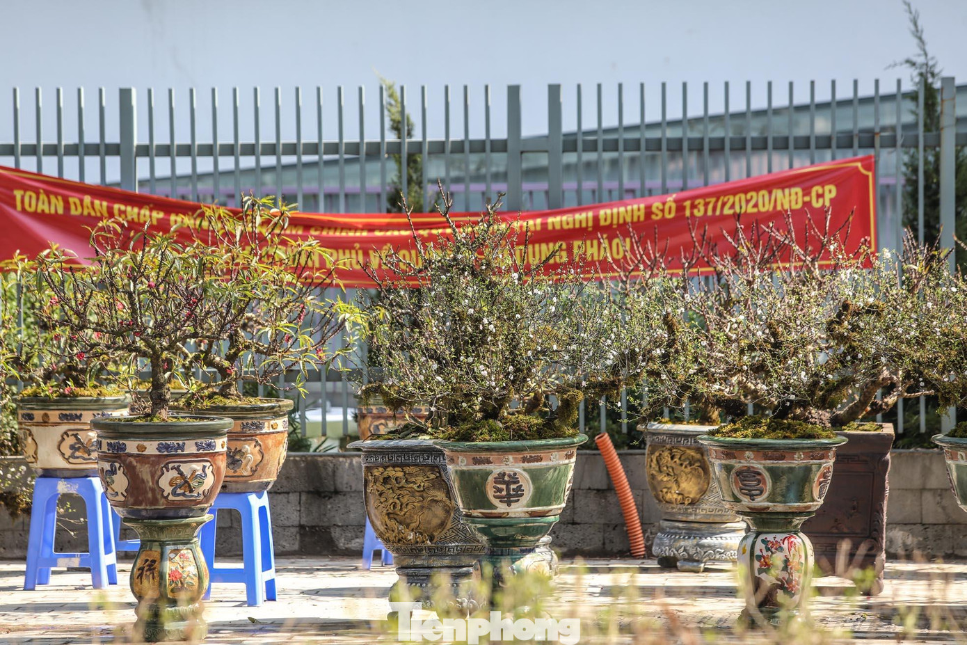 Những chậu nhất chi mai được bày bán tại các chợ hoa xuân phục vụ Tết Nhâm Dần năm nay.