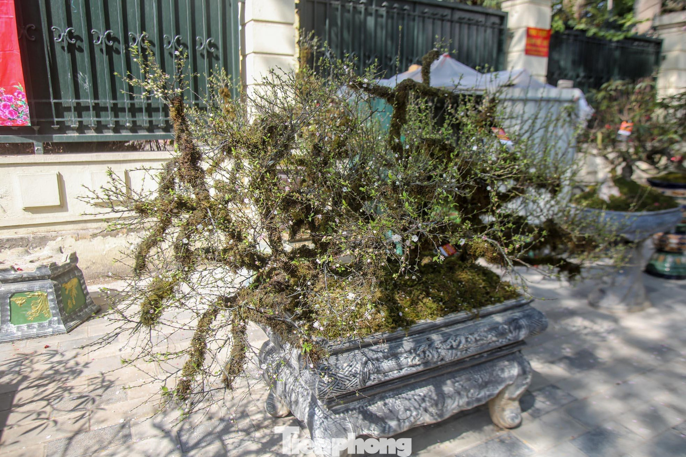 Một chậu nhất chi mai cổ khác được bày bán với giá 20 triệu đồng.