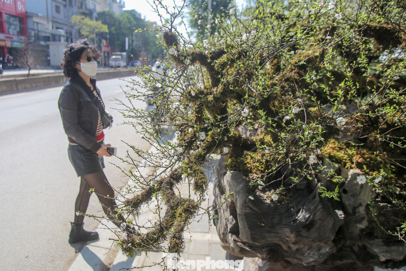 Cây này chỉ xuất hiện trong gia đình vương giả dịp Tết ở đất kinh kỳ ngày xưa.