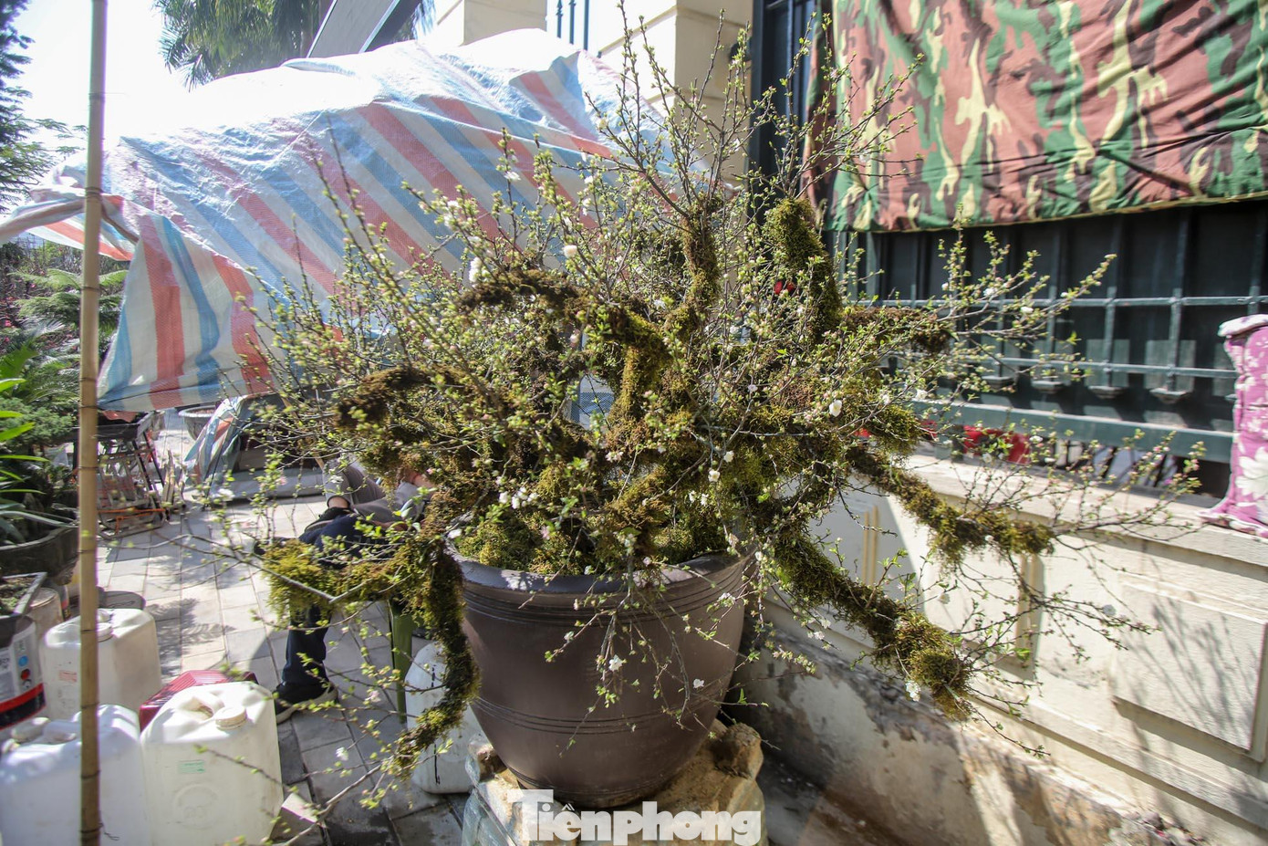 Giá trị mỗi cây nhất chi mai tùy vào tuổi đời, dáng, kích cỡ của cây. Để sở hữu chúng, người tiêu dùng phải bỏ ra hàng chục triệu đồng.