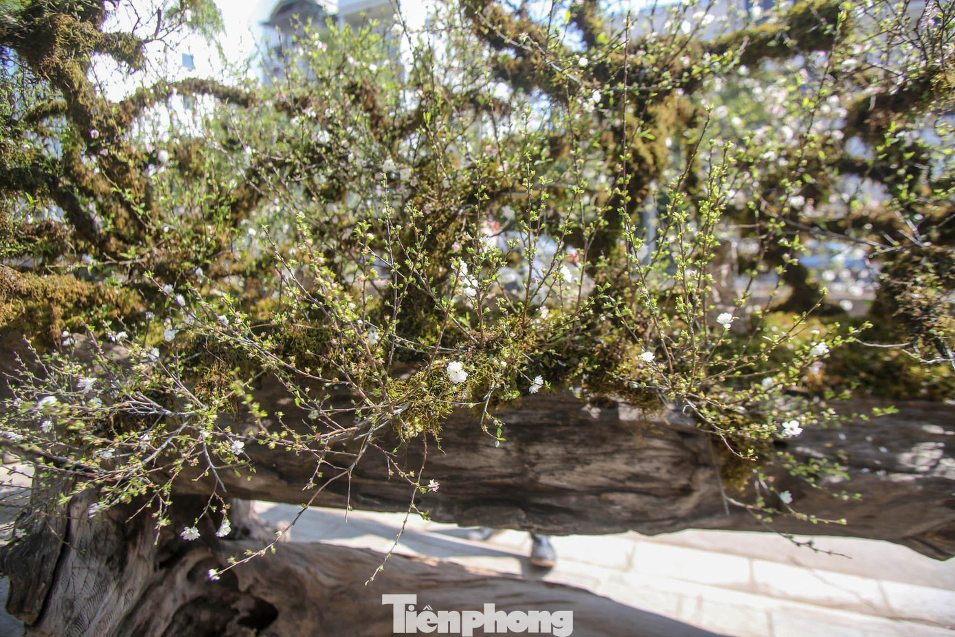 Mỗi cây nhất chi mai cổ có tuổi thọ khoảng 50-60 năm.