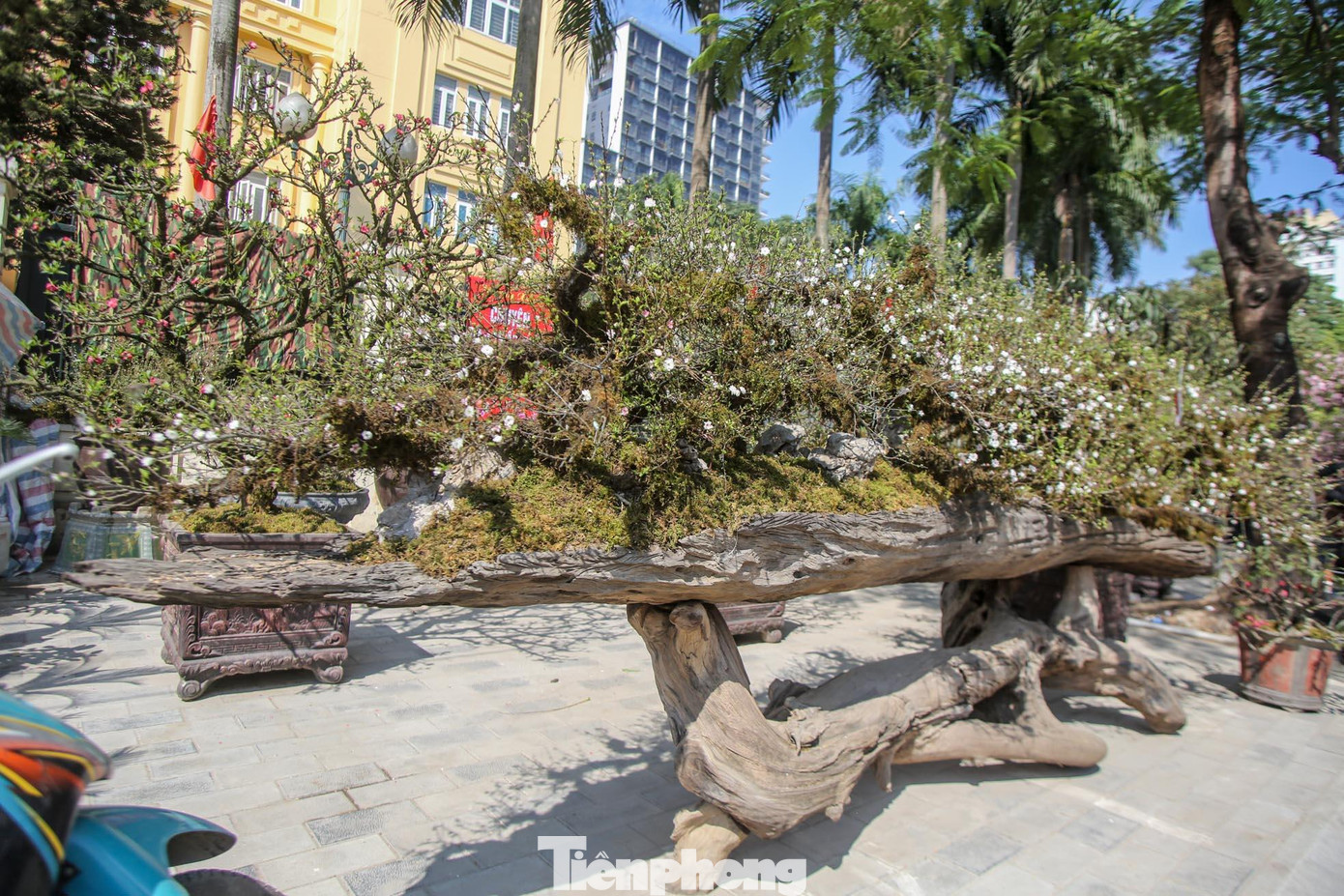 Theo chia sẻ của chủ vườn, tác phẩm này có tên là "Cửu long quy tụ" gồm 9 cây nhất chi mai uốn lượn như những con rồng trên thân gỗ lim dài gần 5m,