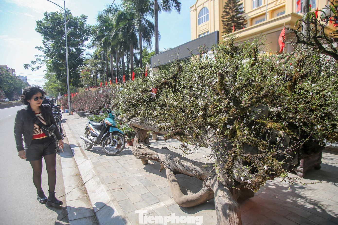 Được biết, tác phẩm được chủ nhà vườn đặt mua cây ở Sa Pa mang về tạo dựng hơn một năm trước khi bày bán phục vụ Tết năm nay