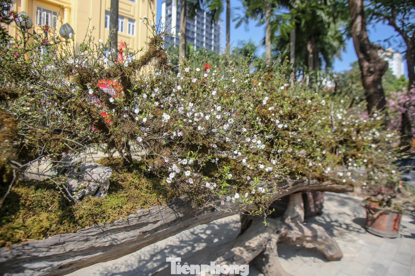 Thân gỗ lim tựa như thuyền, chứa đất gồm phân hữu cơ và các chất dinh dưỡng đảm bảo cho các cây mai cổ sống khỏe.