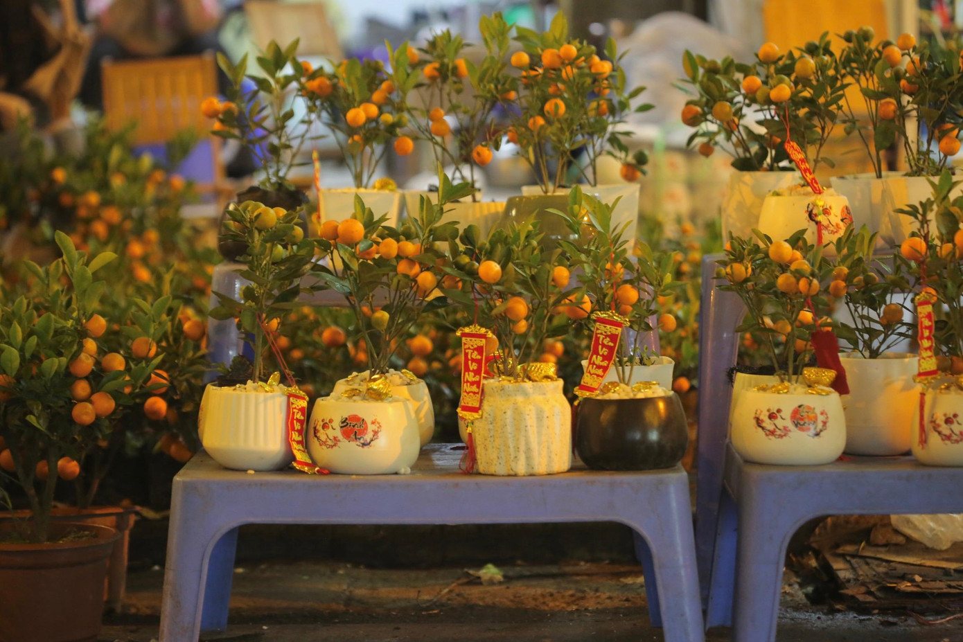 Những chậu quất mini bonsai được bày bán tại hội chợ. Những chậu quất mini bonsai được bày bán tại hội chợ.