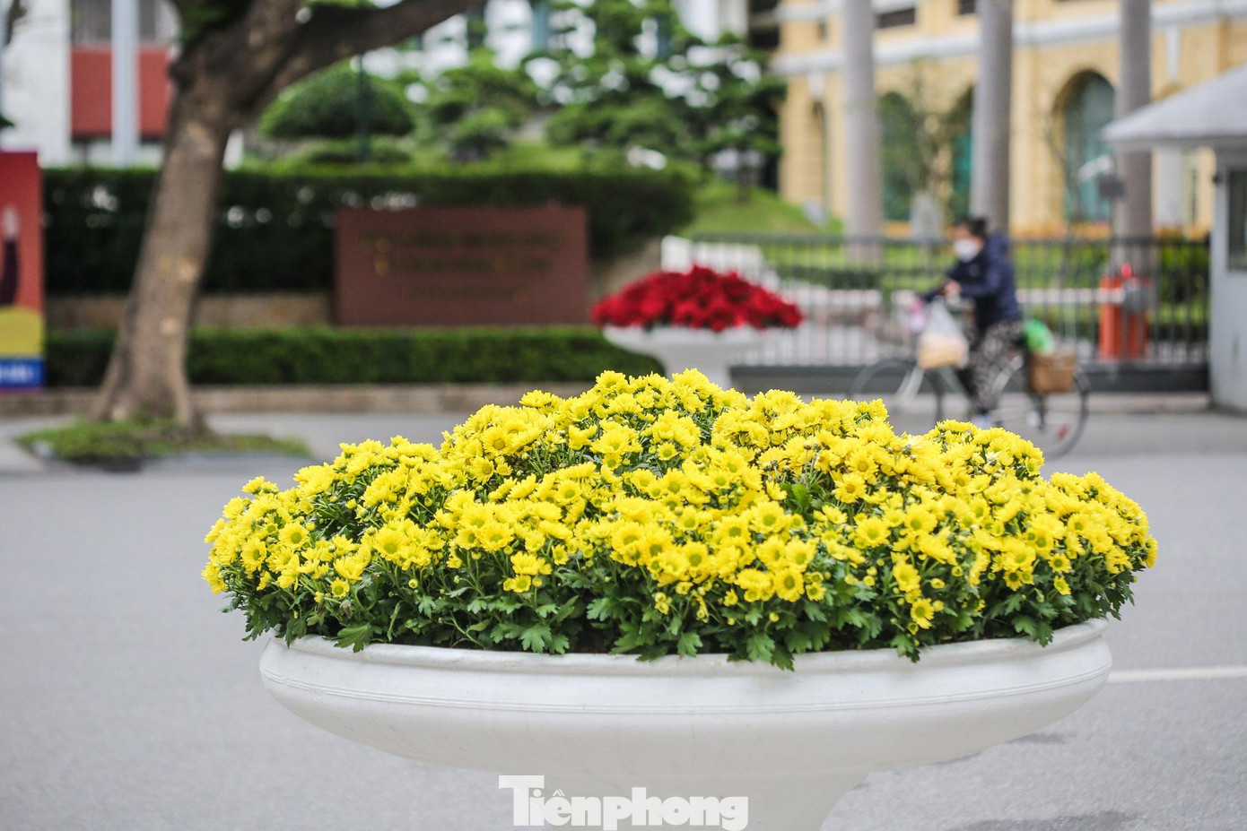 Ngoài những thảm hoa, bồn hoa với tông màu vàng đỏ bắt mắt được đặt bên vỉa hè.