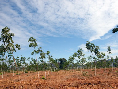  Bầu Đức cũng đổ hàng trăm triệu đô vào các dự án trồng cao su, khai thác quặng tại Campuchia
