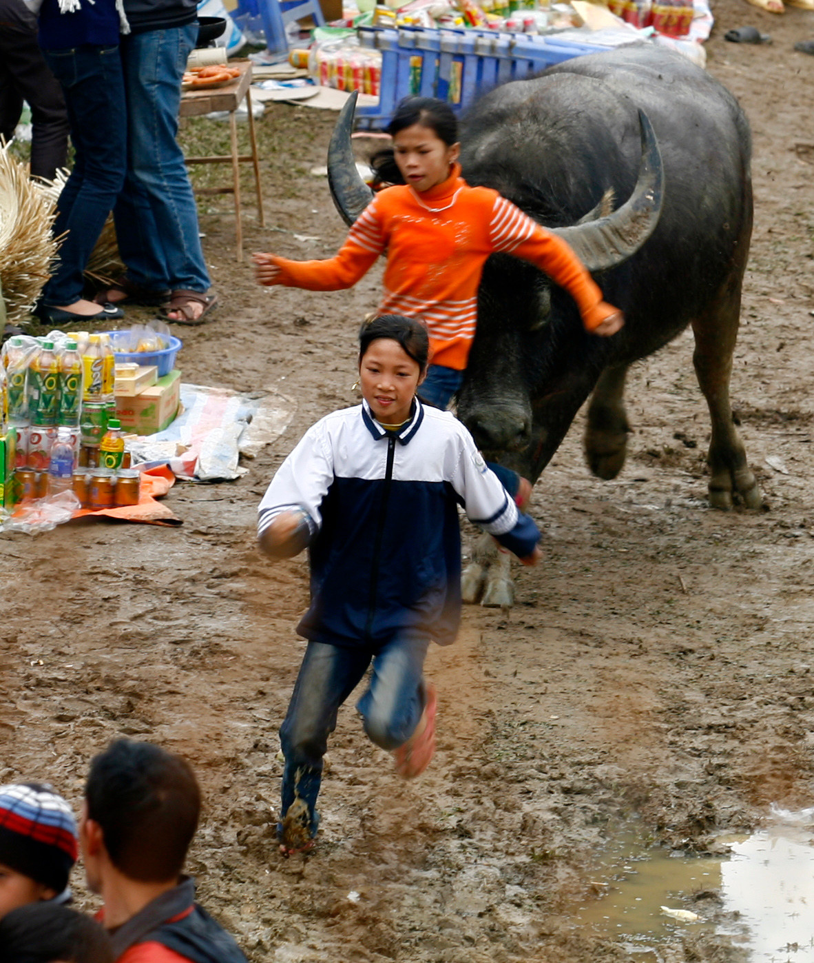 Trâu vượt sới gây nguy hiểm