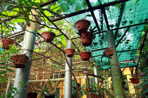 Bộ đội công binh đã gửi những ống đạn và dựng thành giàn để Đại tướng trồng hoa lan