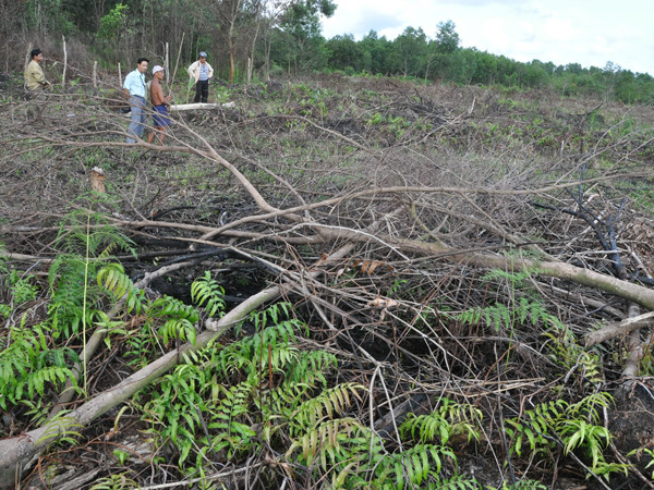 Khoảng 20 ha rừng tại ấp Lê Bát bị chặt phá nhưng VQGPQ cho rằng “đất của dân canh tác từ trước” 