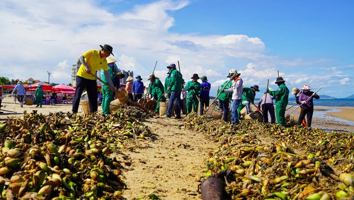 Lực lượng công nhân đang tích cực thu gom.
