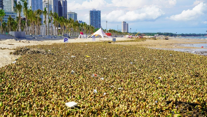 Biển Bãi Sau tràn ngập lục bình và rác thải sinh hoạt từ đại dương tấp vào.