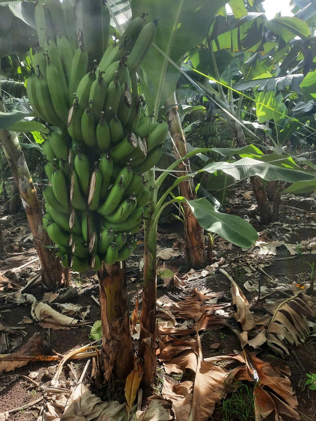 Vườn chuối bị chặt phá nham nhở.