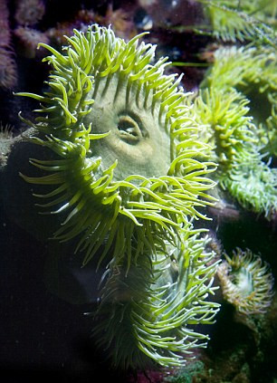 Hóa thạch được cho là loài cỏ chân ngỗng khổng lồ mọc dưới biển hàng trăm triệu năm trước đây. Hóa thạch được cho là loài cỏ chân ngỗng khổng lồ mọc dưới biển hàng trăm triệu năm trước đây