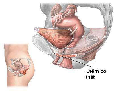 Cấu trúc vùng sàn chậu