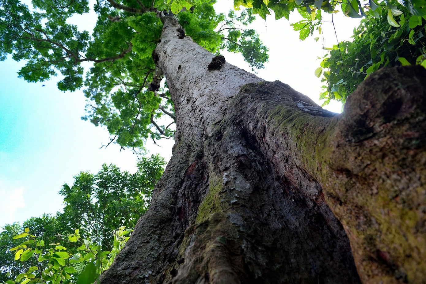 Một phần gốc cây lim xanh từng bị cắt bỏ. Một phần gốc cây lim xanh từng bị cắt bỏ.