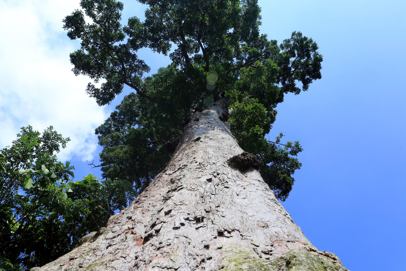 Người dân địa phương coi cây lim xanh là báu vật tâm linh. Người dân địa phương coi cây lim xanh là báu vật tâm linh.