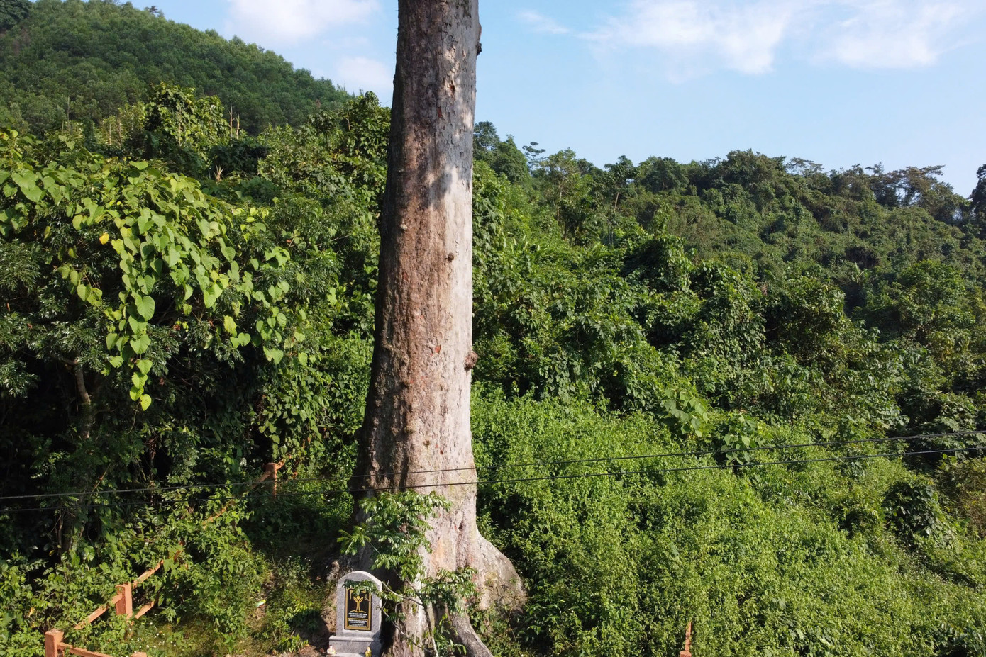 Năm 2022, cây lim xanh được công nhận là Cây Di sản Việt Nam Năm 2022, cây lim xanh được công nhận là Cây Di sản Việt Nam