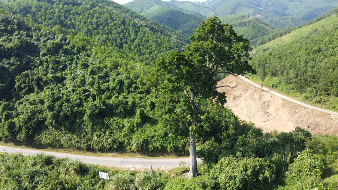 Cây lim gần 700 tuổi nằm ngay bên đường. Cây lim gần 700 tuổi nằm ngay bên đường.
