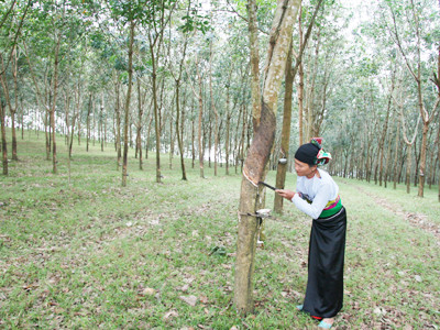 Nông dân xã Xuân Phú (Thọ Xuân, Thanh Hóa) thu hoạch mủ cao su