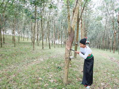 Nông dân xã Xuân Phú (Thọ Xuân, Thanh Hóa) thu hoạch mủ cao su. Nông dân xã Xuân Phú (Thọ Xuân, Thanh Hóa) thu hoạch mủ cao su