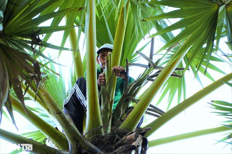 Người thợ cắt vòi của bông thốt nốt để lấy mật, mỗi ngày cắt mặt bông 2 lần (Ảnh: Bảo Kỳ). Người thợ cắt vòi của bông thốt nốt để lấy mật, mỗi ngày cắt mặt bông 2 lần (Ảnh: Bảo Kỳ).